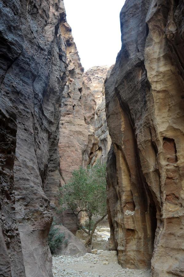 The Rock Camp Petra Hotel Wadi Musa Buitenkant foto